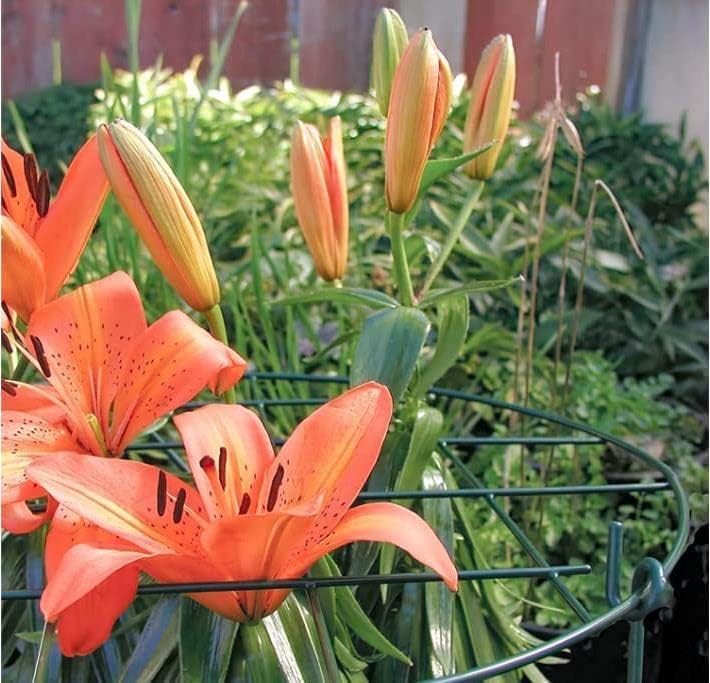 12 x 16 inch Poeny Cage Grow Through Grid Plant Brace Flower Support Rings, Pack of 5 Round Metal Plant Stakes Rings, Strong Large Garden Supports for Flowers, Peonies, Rose, Lily