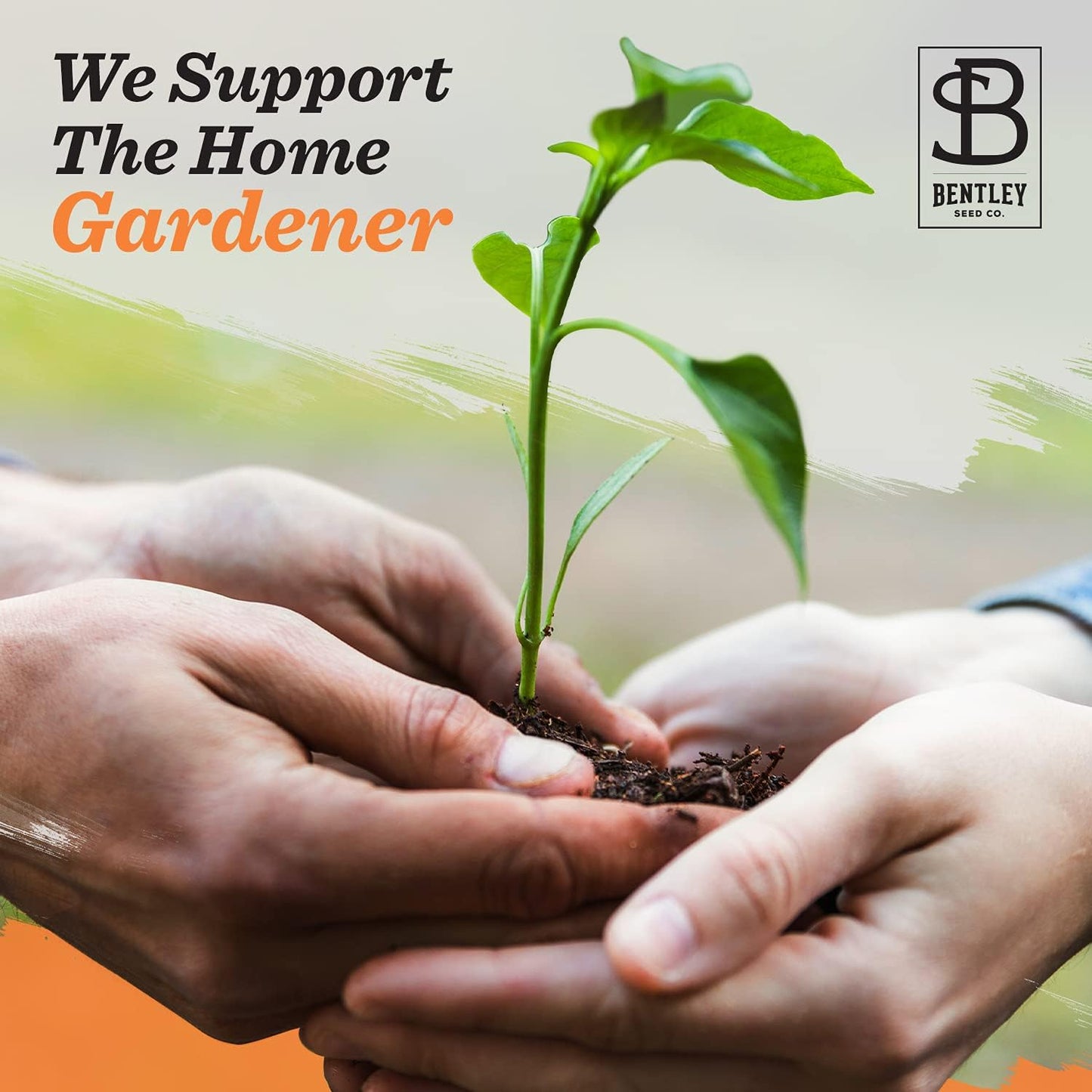 Grateful Memories Dove with Bird and Butterfly Mix Seed Favor Packets - Gardening Gifts - Wild Flower Seeds for Planting - Garden or Indoor Plant Flowers - Growing Plants in Memory