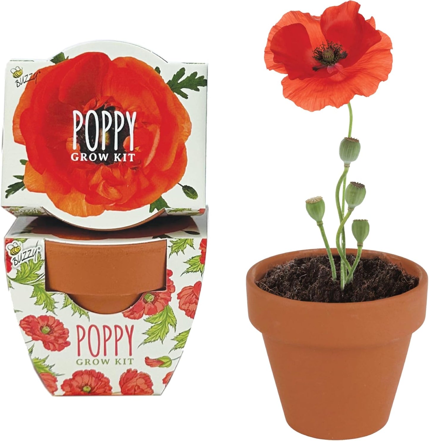 BUZZY Seeds 12-Pack Poppy Grow Kit – Mini Terracotta Pots with Poppy Seeds and Growing Medium – Bulk Gardening Gifts, Wedding Favors, Classroom Activities, and Party Favor Flower Kits