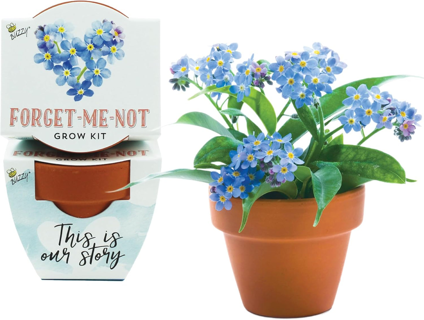 BUZZY Seeds Forget-Me-Not Terracotta Mini Grow Pots Love Collection, 12-Pack All-in-One Gardening Kit for Wedding Favors, Baby Shower Prizes, Birthday Gifts, or Party Favors