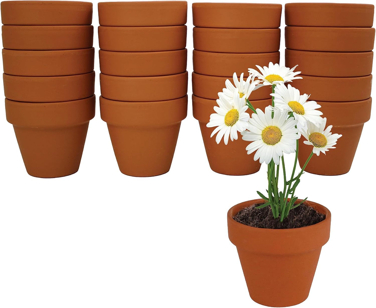 BUZZY Daisy Seeds & Genuine Terracotta 5cm Mini Pot Bulk Pack (20 Count), Includes 20 Each of pots, Soil pellets and Seeds - Great for Favors, Crafts, School Projects - Guaranteed to Grow