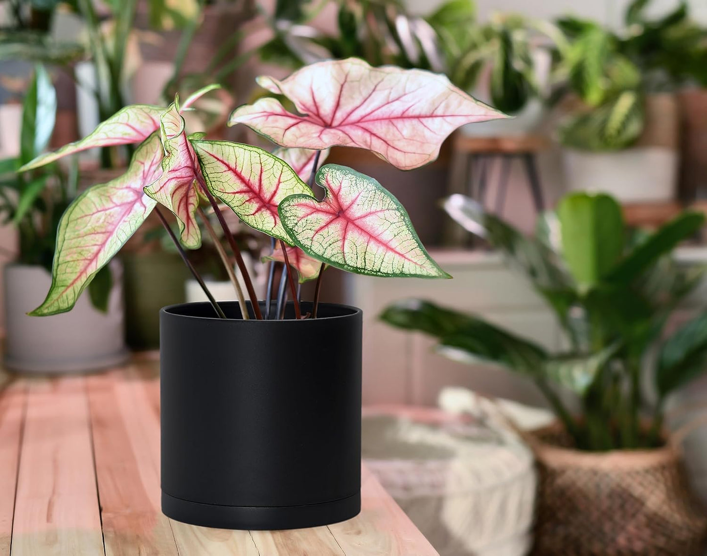 D'vine Dev 4 Pack 6 Inch Modern Plastic Plant Pots, Small Garden Planters for Plant with Drainage Holes and Saucers, Black Color, 74-Y-J-2