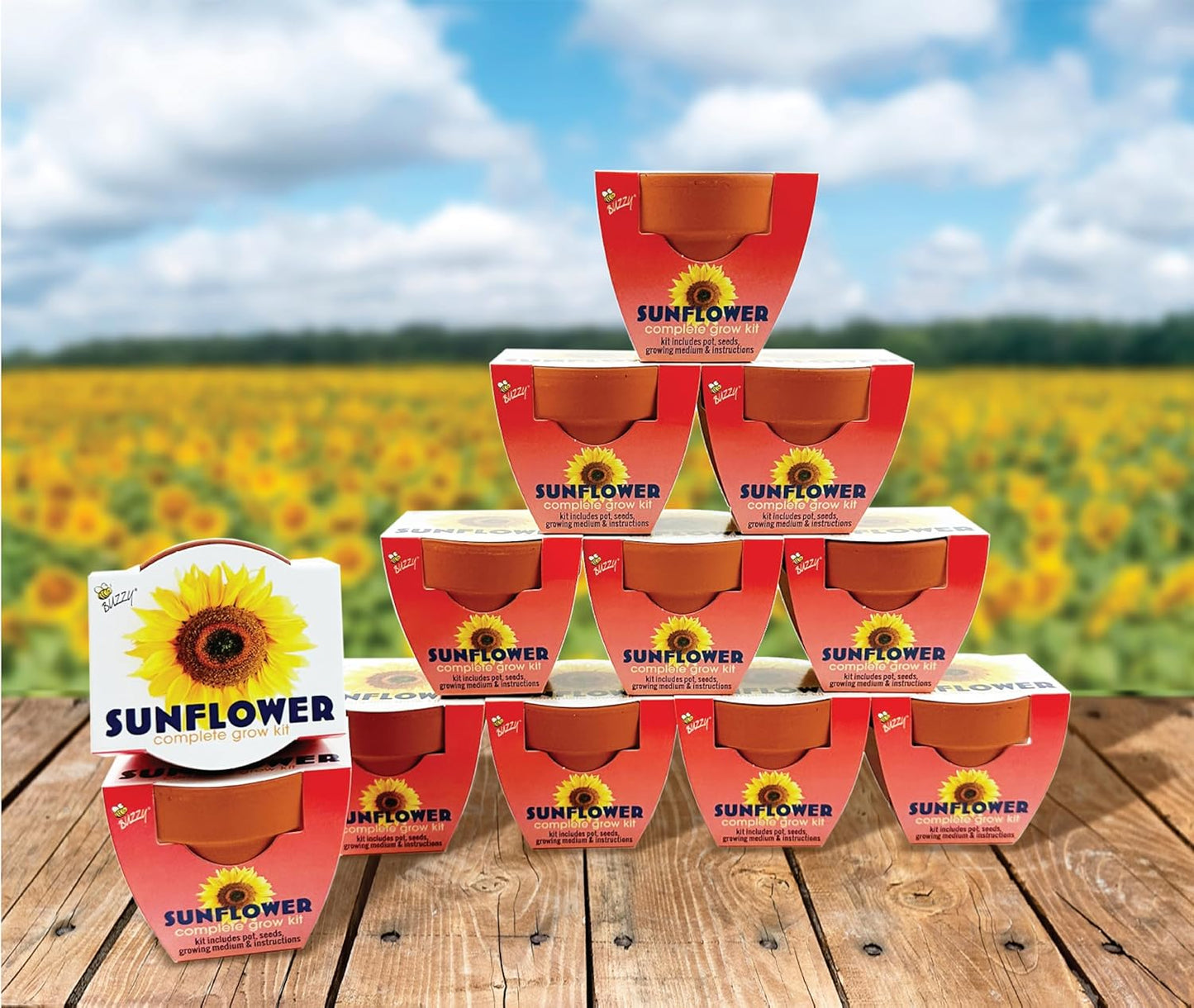 BUZZY Seeds Sunflower 12 Pack Terracotta Mini Grow Pots, Flower Planting Seed Starter Kit for Kids and Adults, Classic Collection Includes Easy Instructions for Growth Success, Gardening Gift