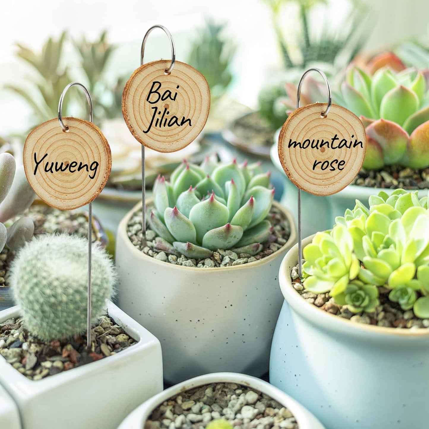 Temlum Wooden Plant Labels with Marker Pen, 50 Pcs Plant Markers Garden Label Stakes Plant Sign Tags for Flowers, Herbs, Potted Plants, Seed