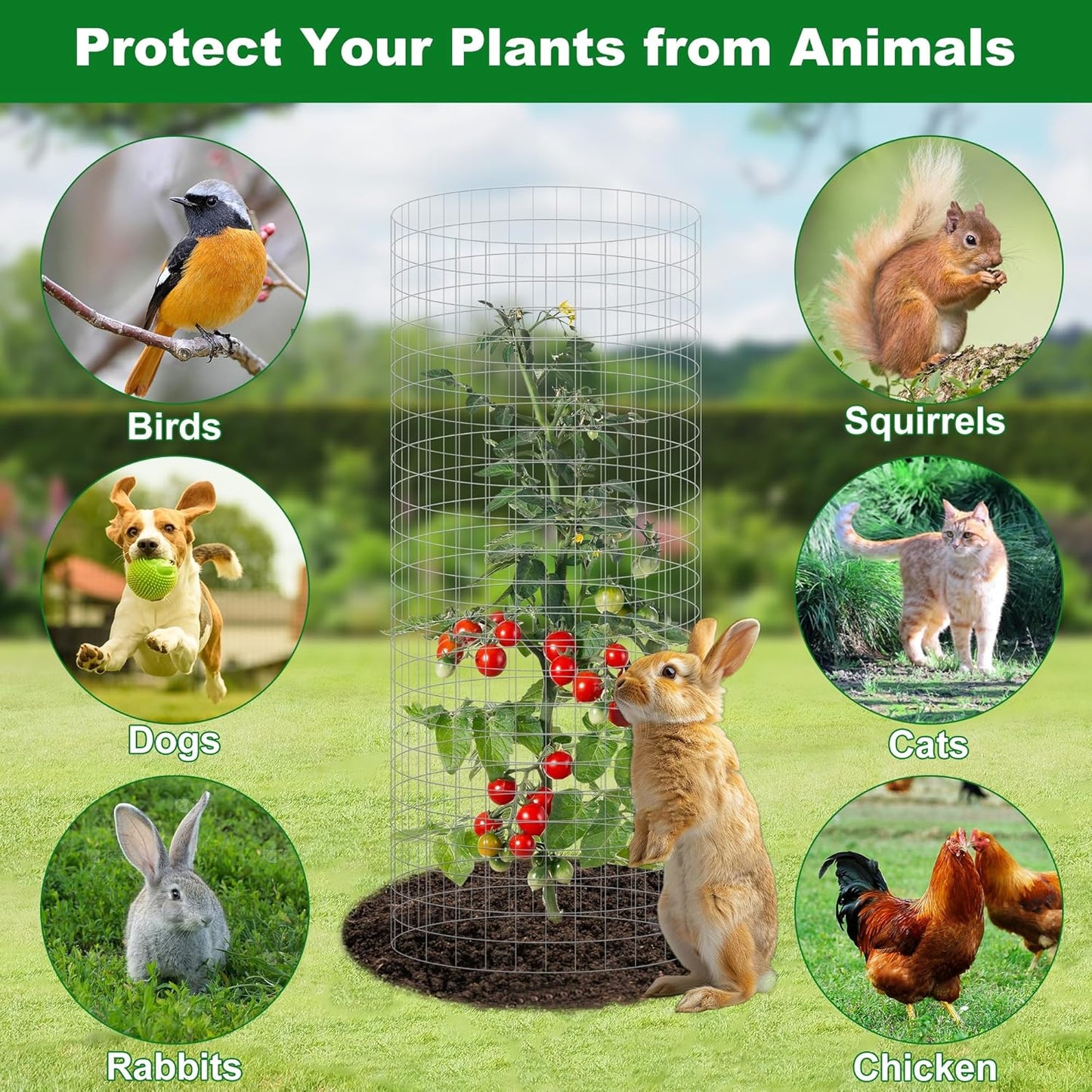 winemana 12 Set Garden Plant Protector Cage, 24x12 in Metal Wire Protectors for Plants, Protection Cages with Stakes & Nylon Ties, Animals Barrier to Keep Rabbit & Chicken Away from Flower Vegetables
